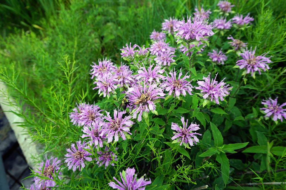 best native plants bee balm