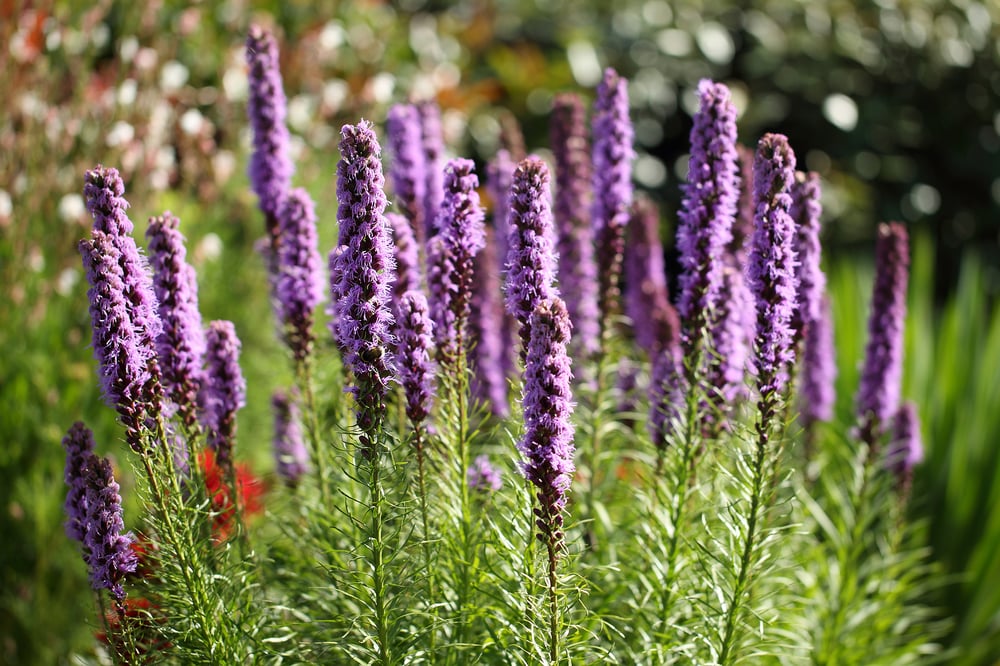 best native plants in massachusetts blazing star