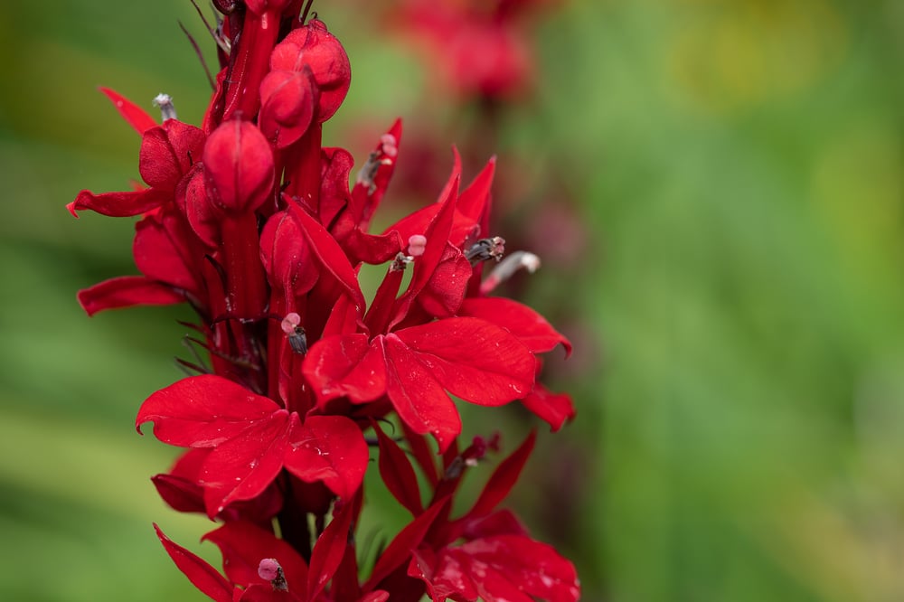 best native plants in massachusetts cardinal flower