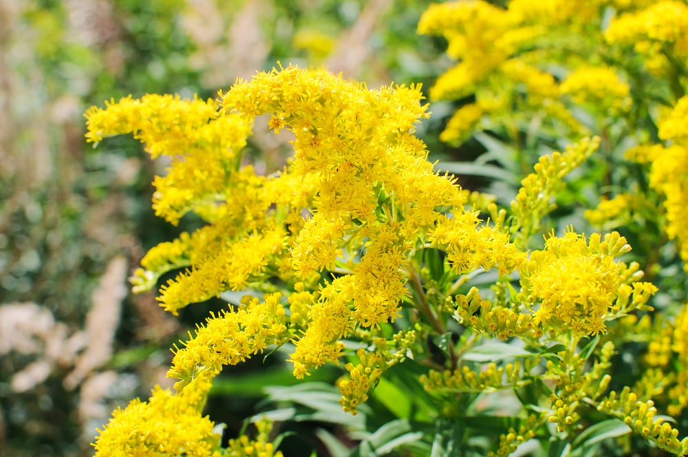 best-native-plants-goldenrod