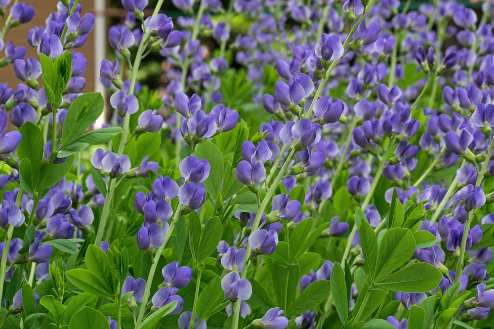 best native plants in massachusetts indigo
