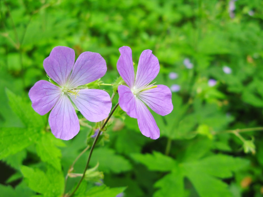 the best native plants in massachusetts wild geranium