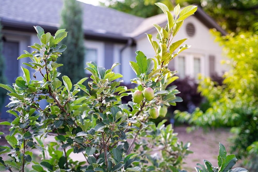 best time to prune flowers and trees in massachusetts