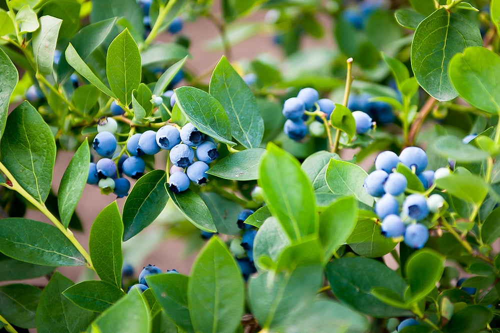 best time to prune flowers and trees in massachusetts