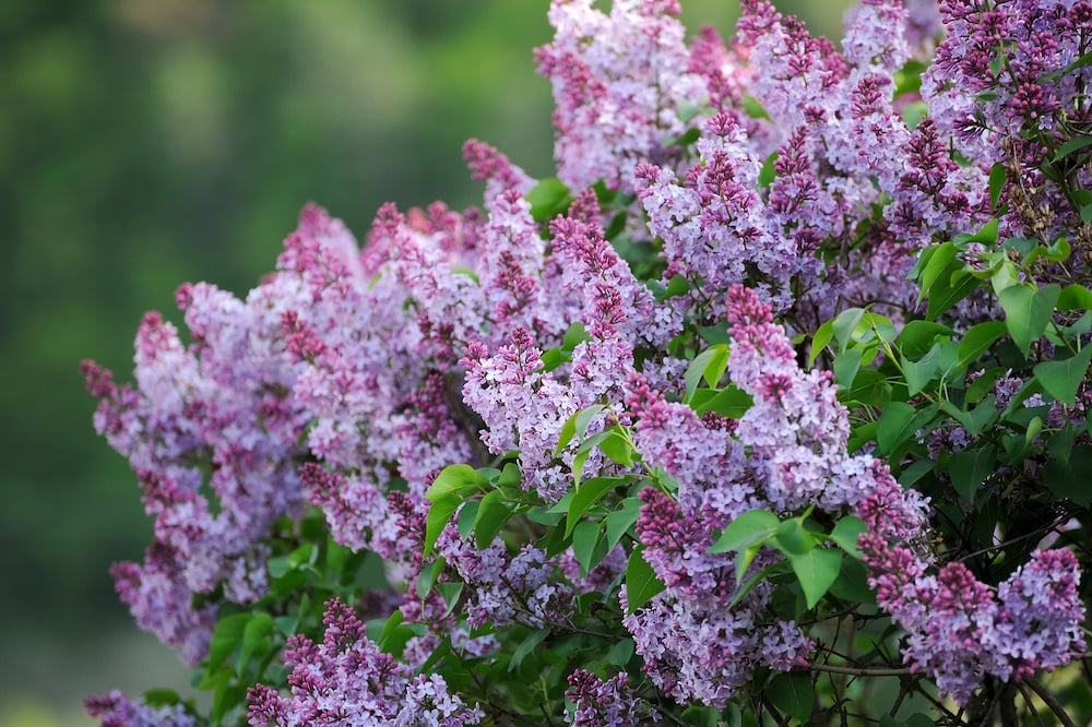 best time to prune flowers and trees in massachusetts