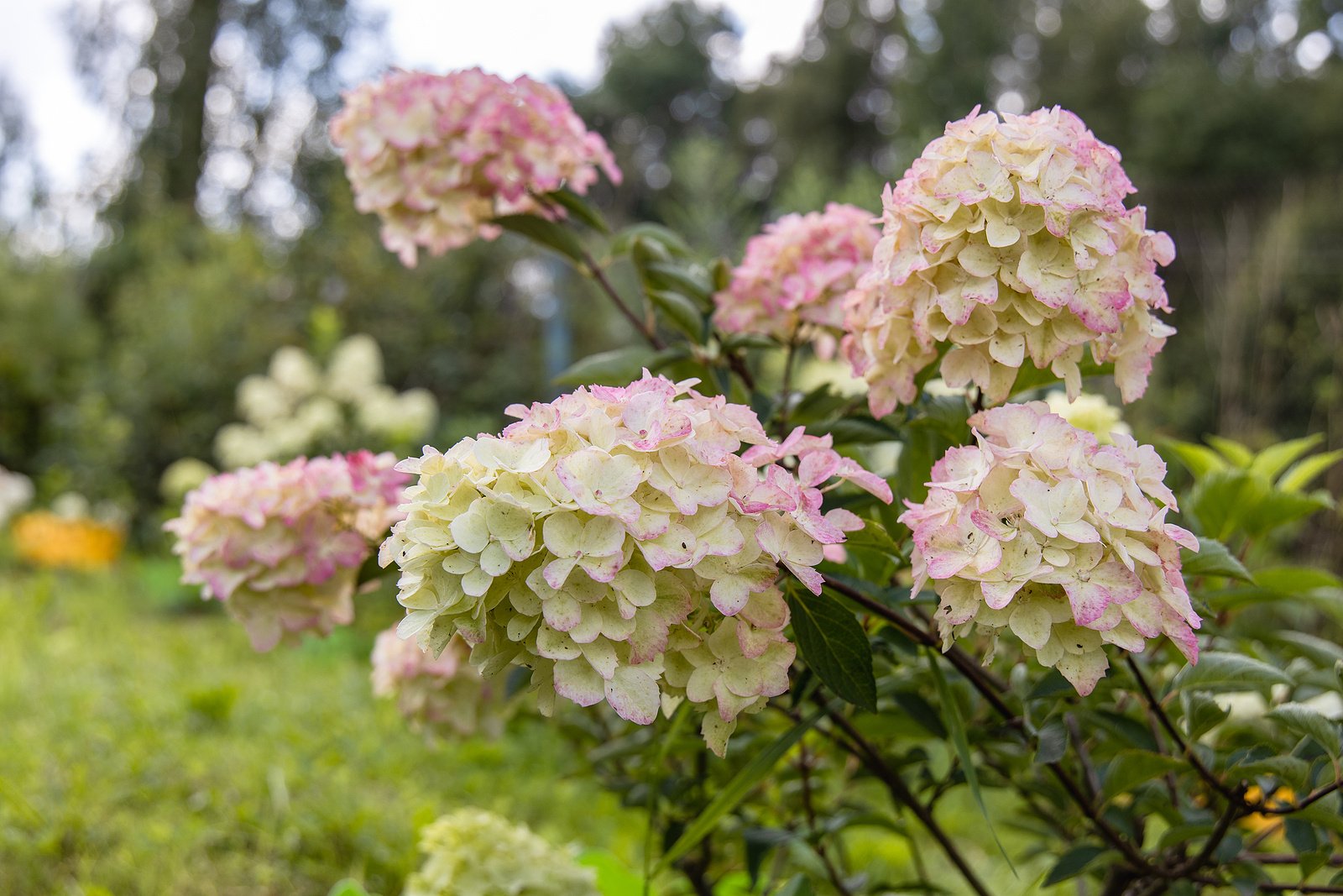 best-time-to-prune-panicle-hydrangea