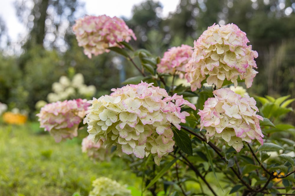 best time to prune flowers and trees in massachusetts