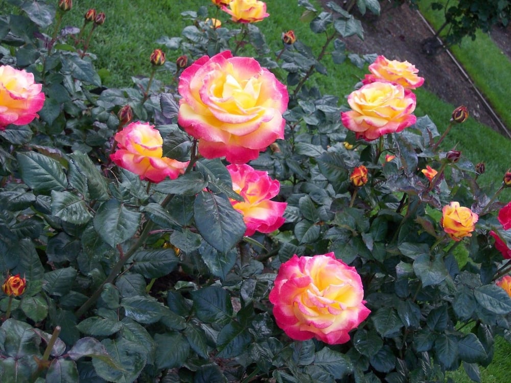 the best time to prune trees and flowers in massachusetts