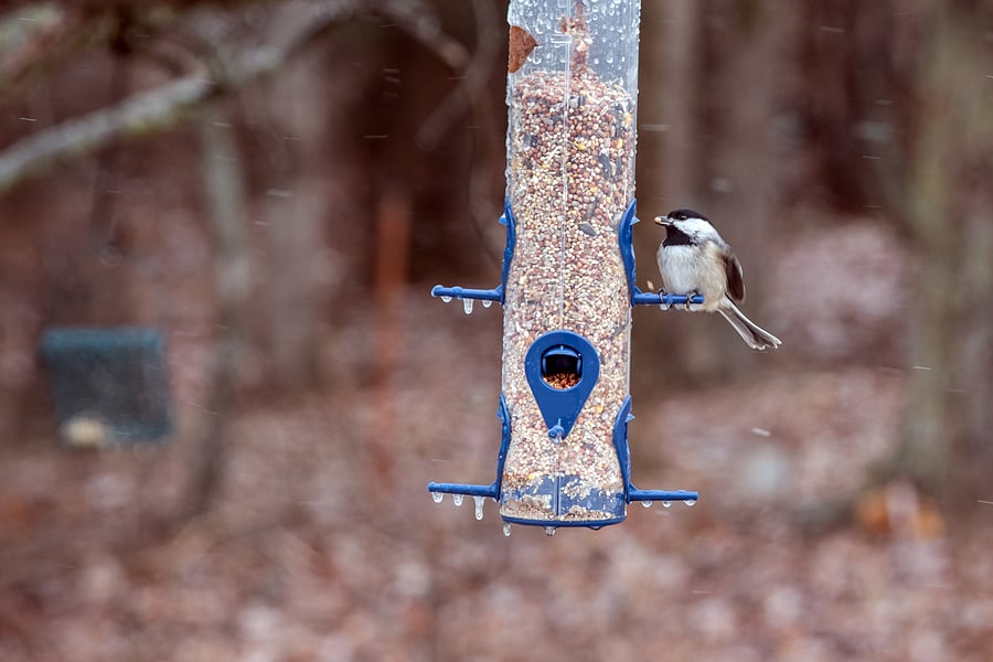 black-capped-chickadee