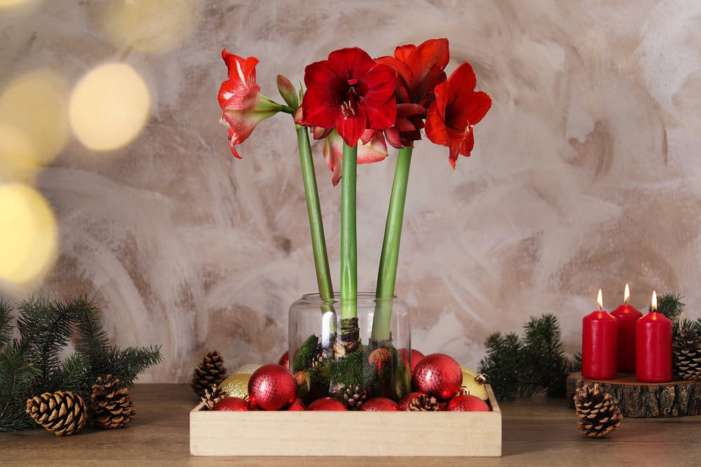 festive christmas plants amaryllis