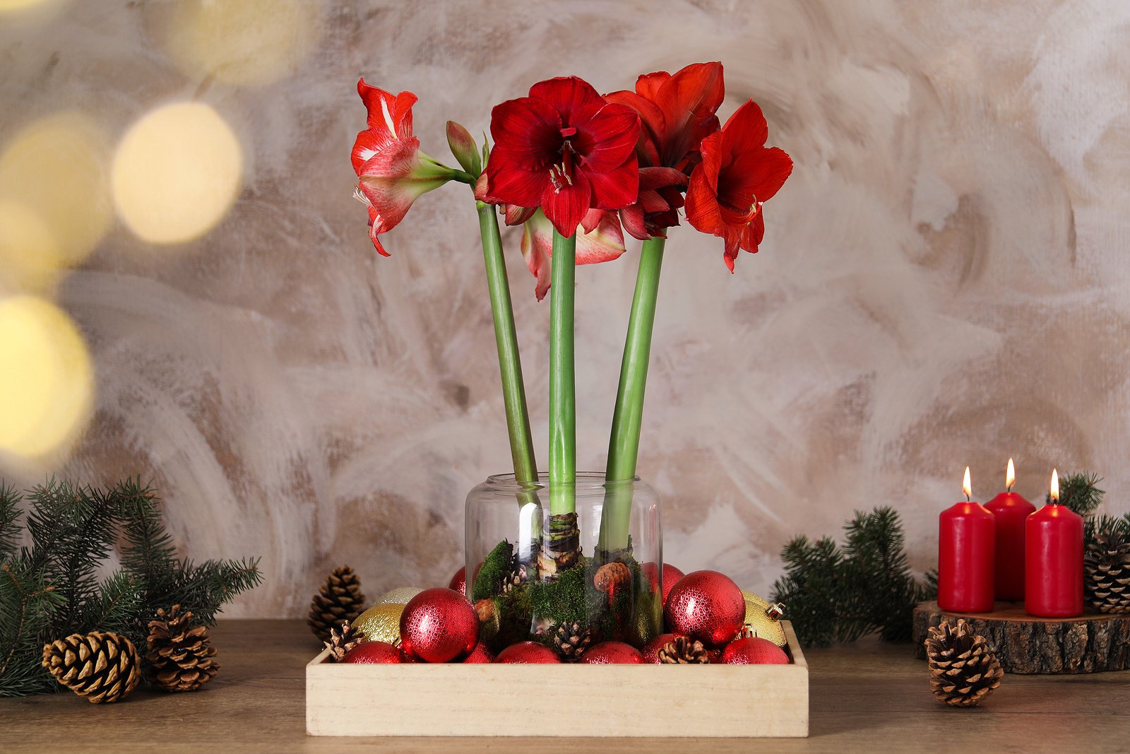 christmas-plants-amaryllis