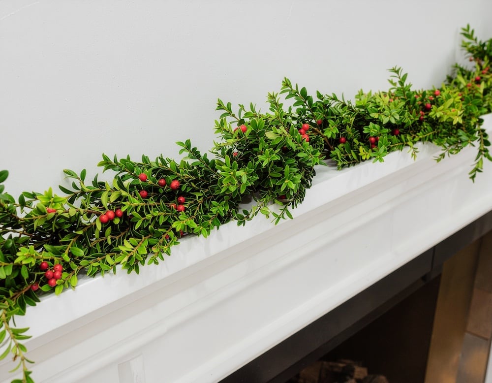 christmas plants boxwood garland