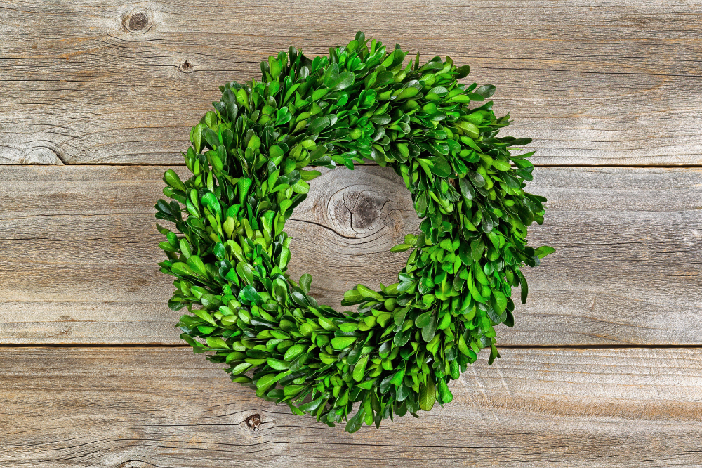 festive christmas plants boxwood