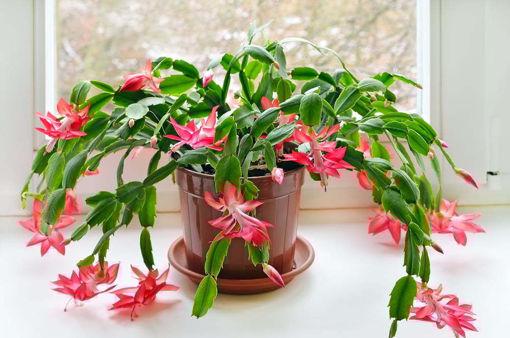 festive christmas plants christmas cactus