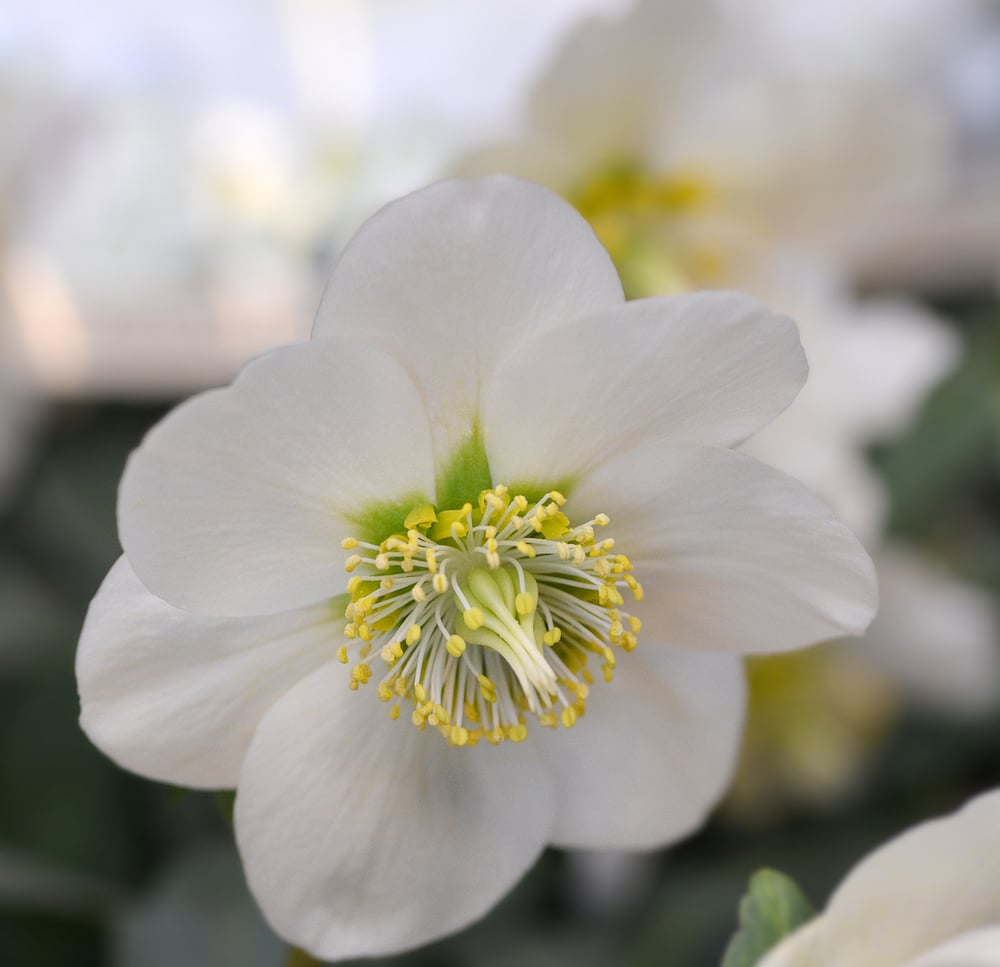 christmas roses helleborus