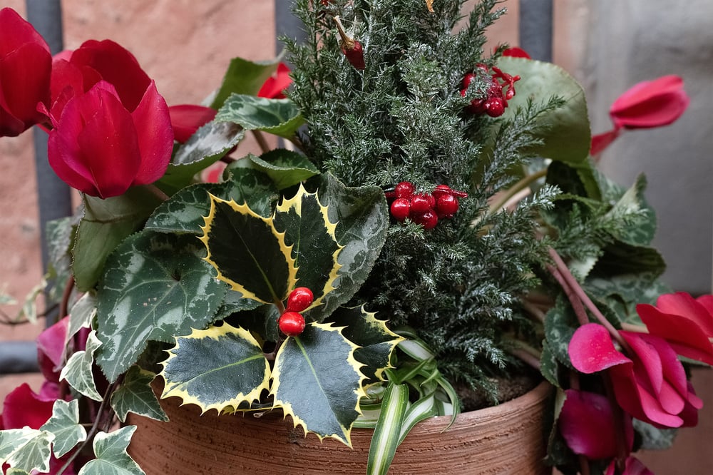 festive christmas plants cyclamen