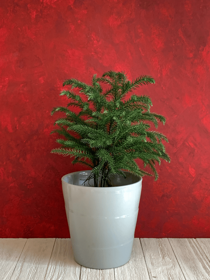 festive christmas plants norfolk island pine