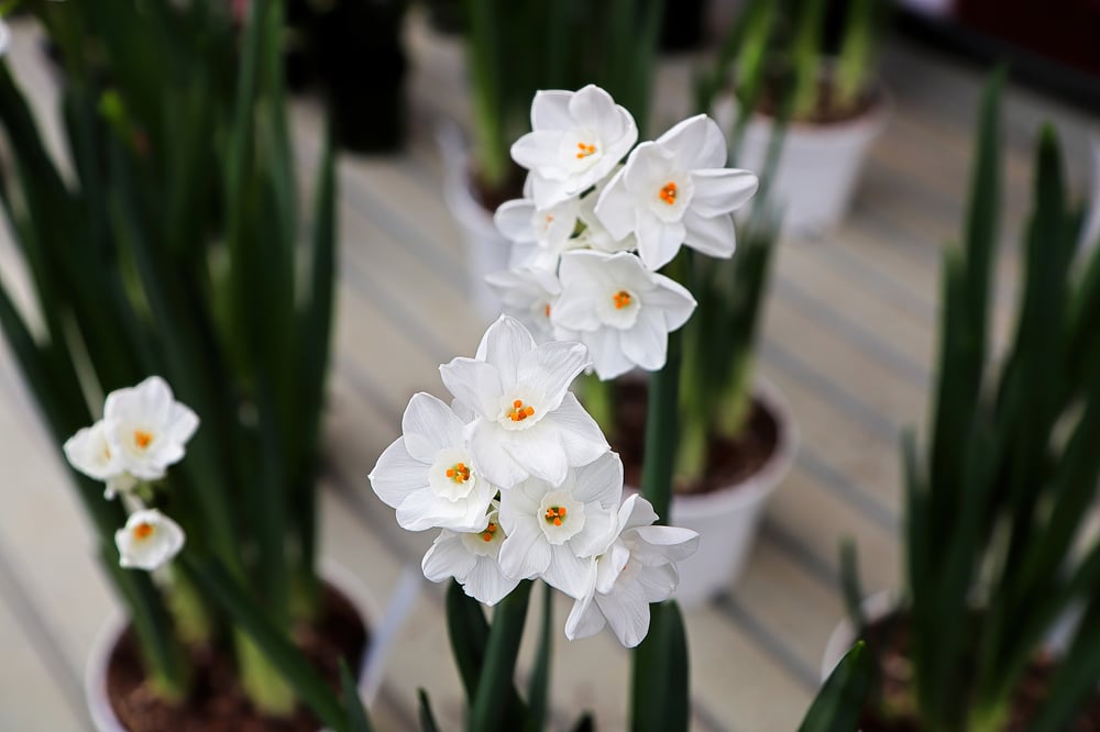 festive christmas plants paperwhite narcissus