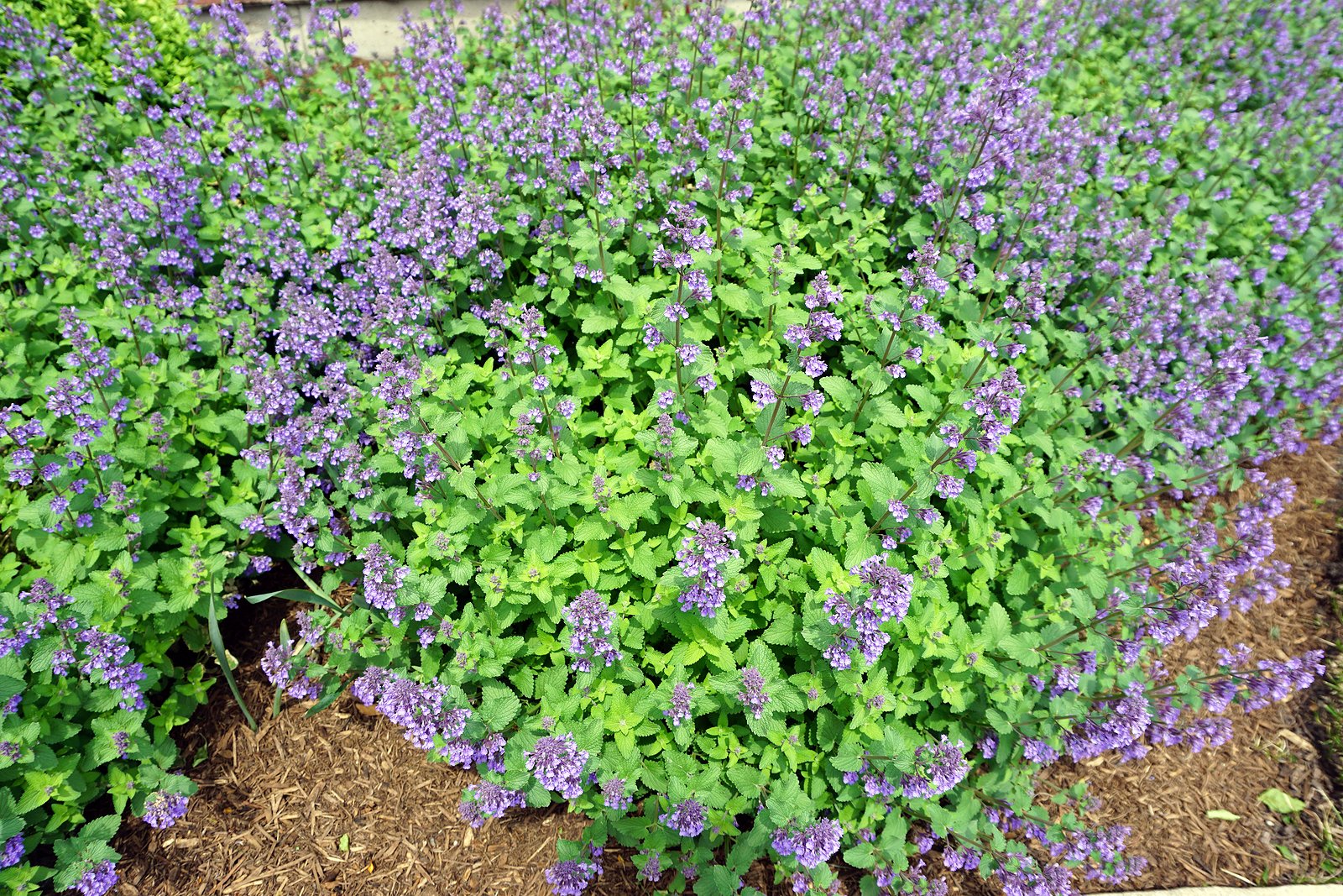 creative-border-plant-combos-catmint