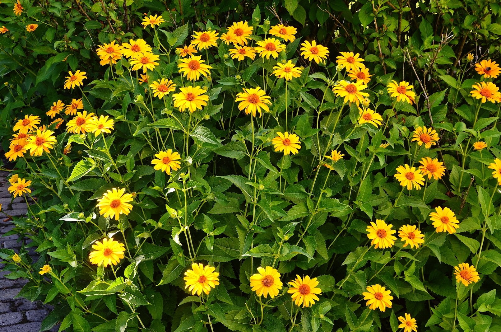 creative-border-plant-combos-coreopsis