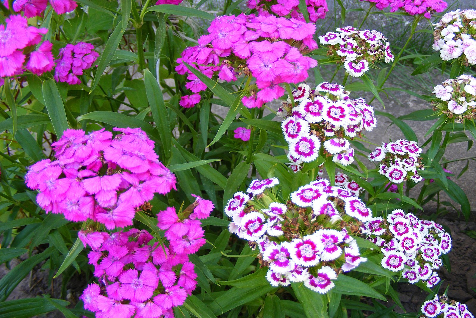 creative-border-plant-combos-dianthus-2