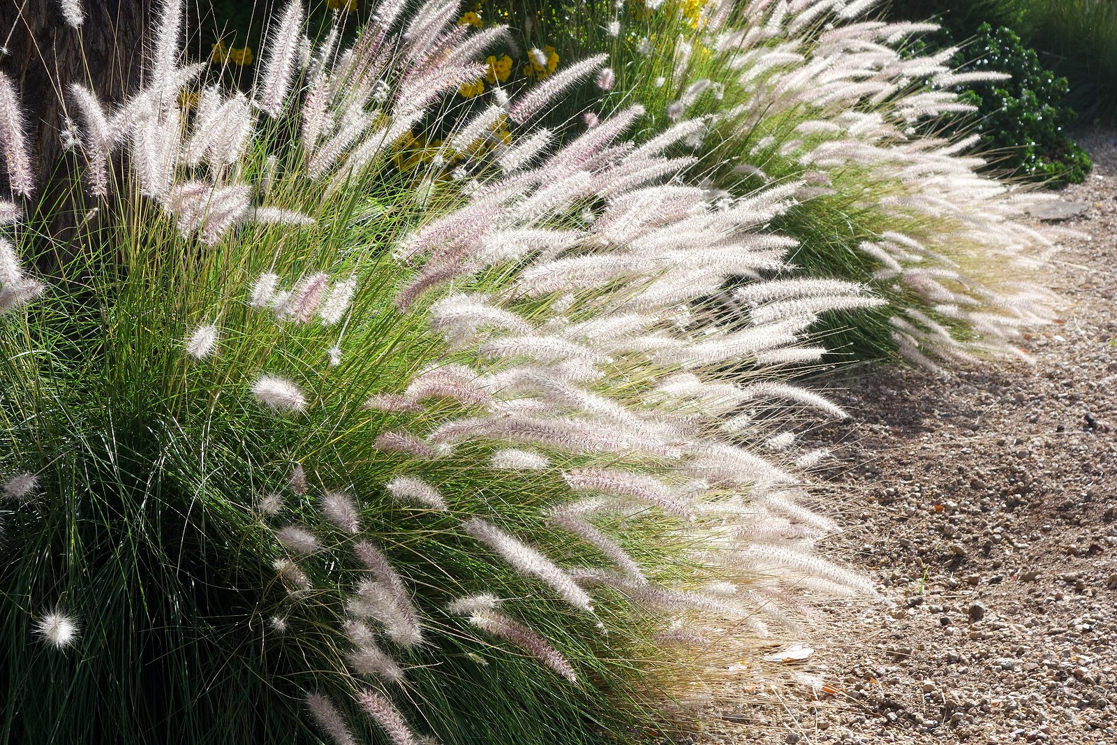creative-border-plant-combos-fountain-grass
