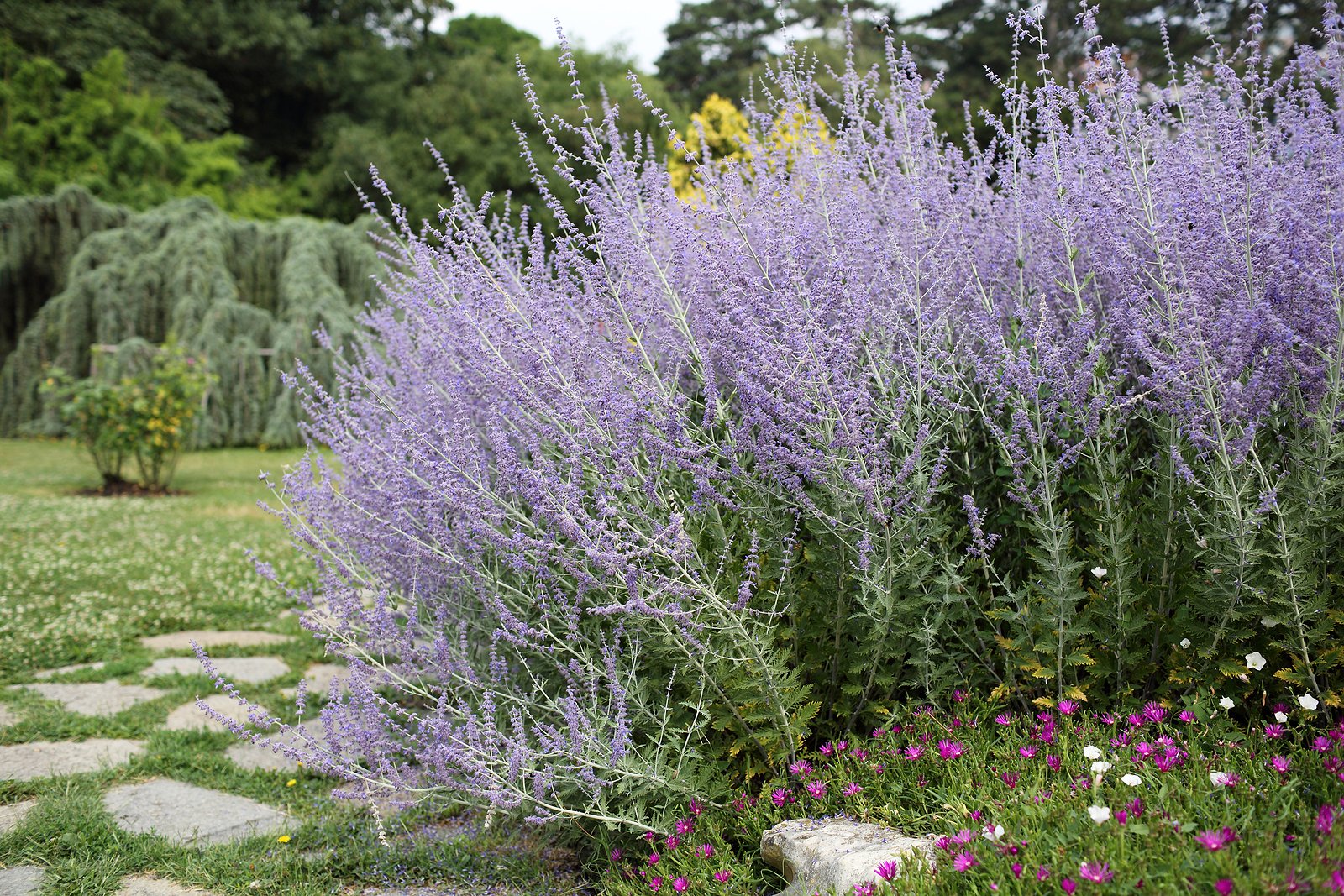 creative-border-plant-combos-russian-sage