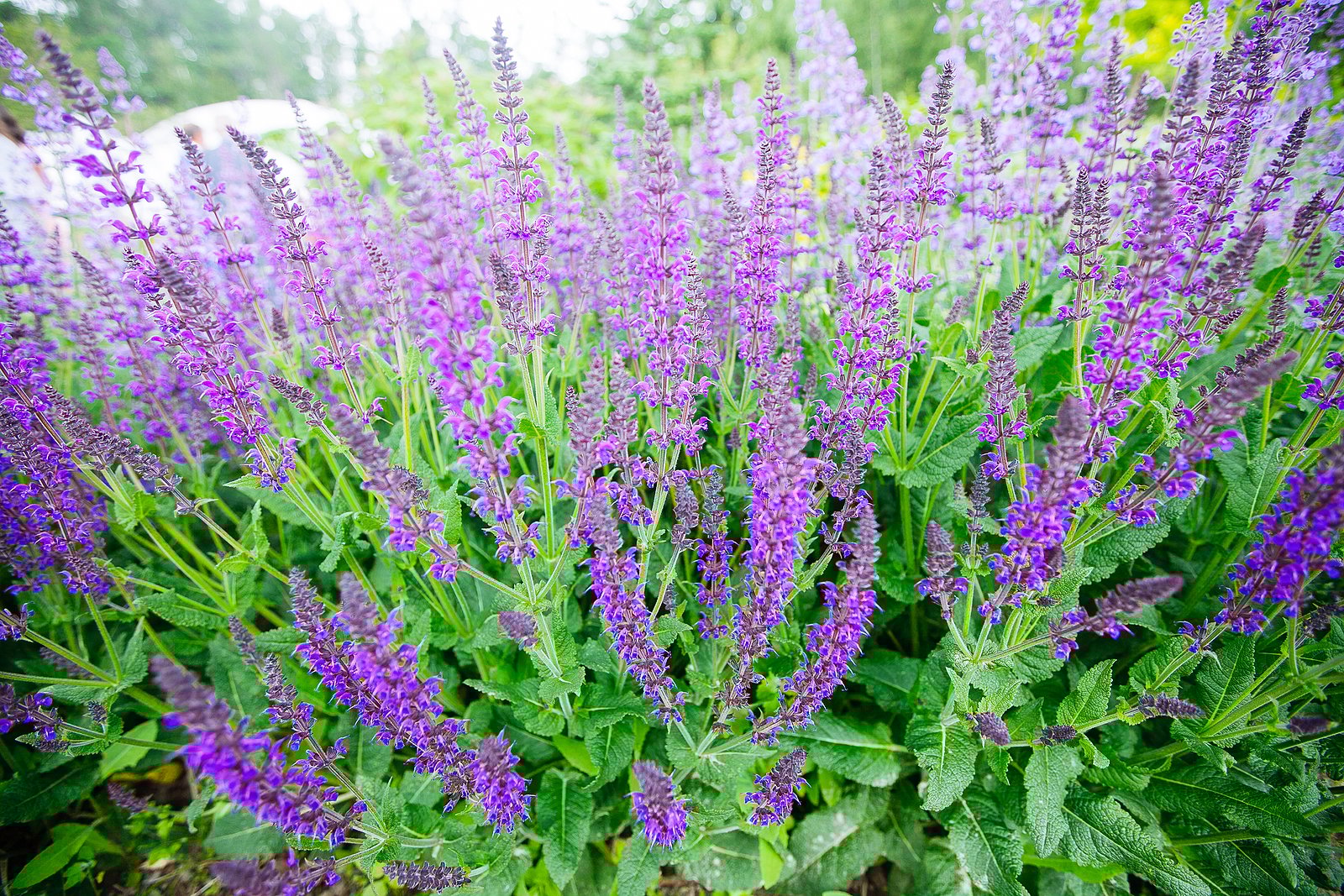 creative-border-plant-combos-salvia