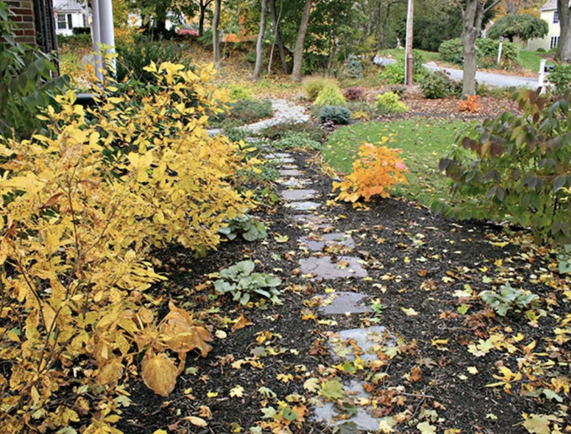 crucial steps to a lawn renovation in the fall