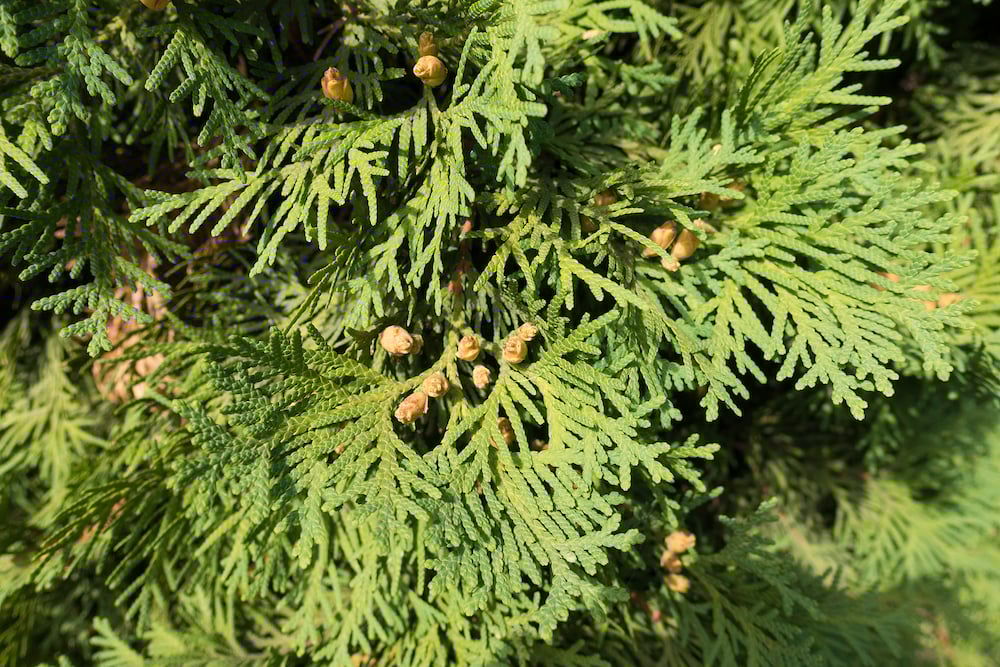eastern-arborvitae