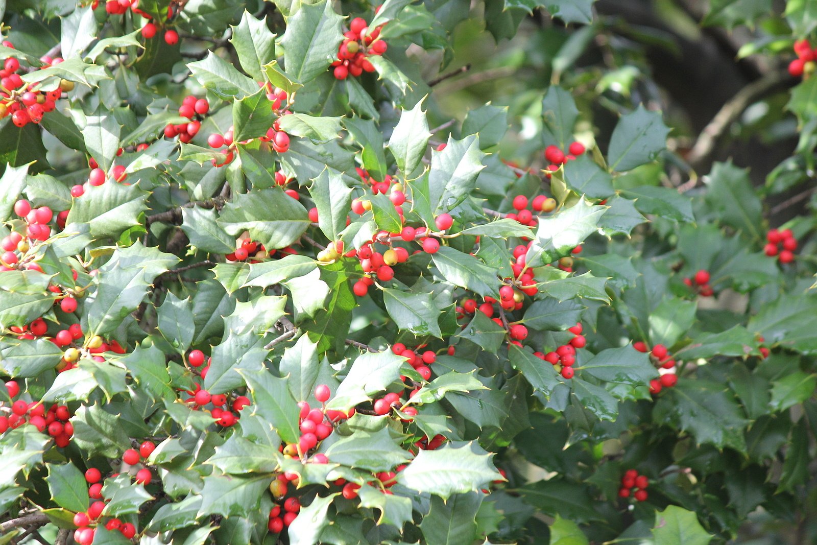 evergreens-american-holly