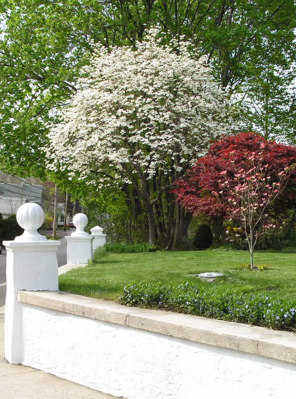 flowering dogwood