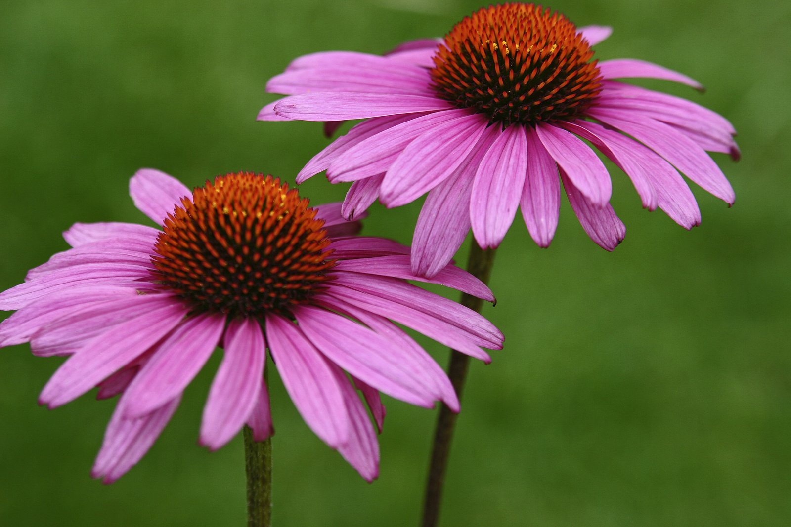 full-sun-perennial-coneflower