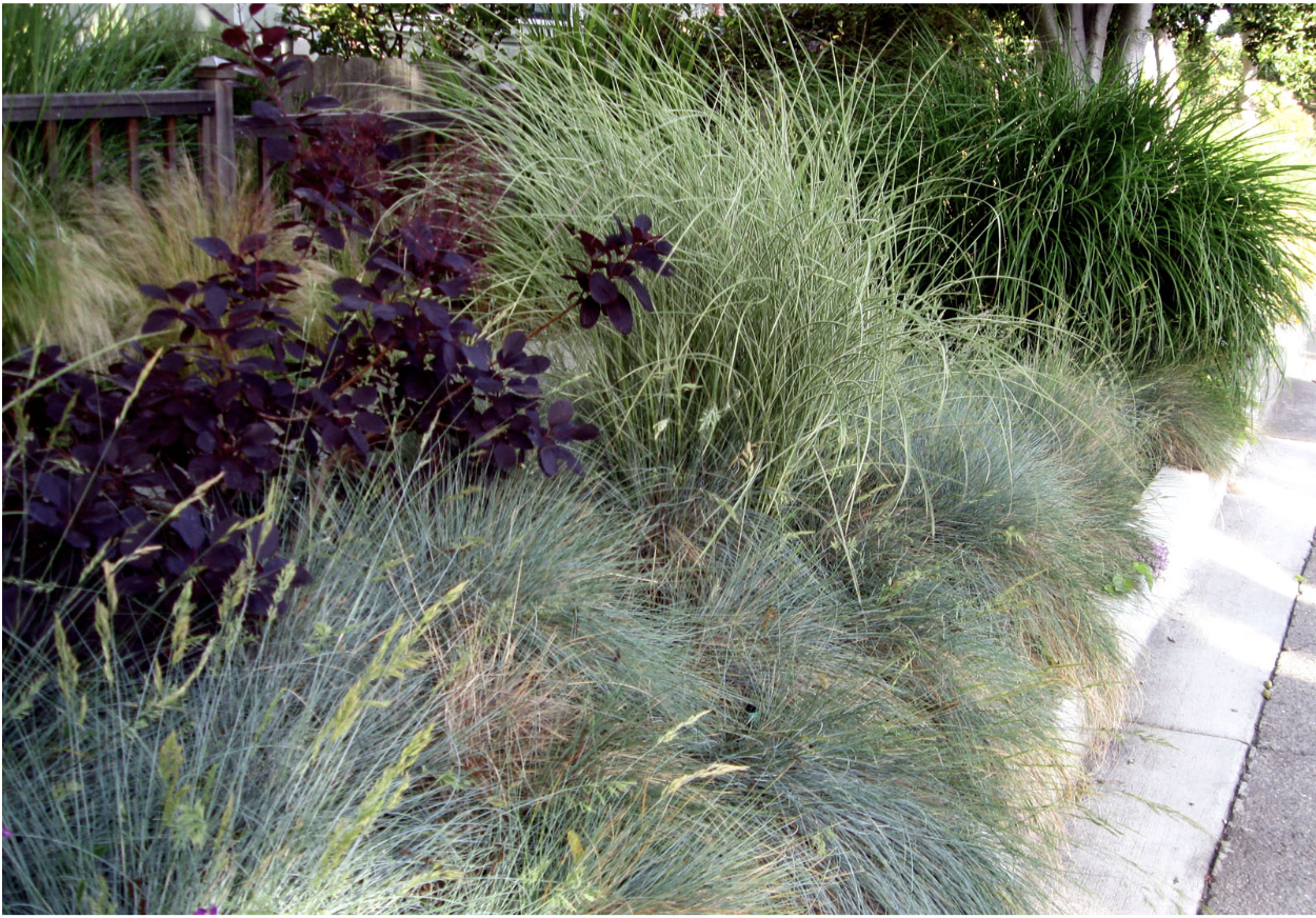 growing-native-ornamental-grasses-2