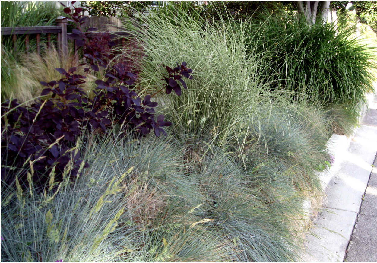 growing native ornamental grasses: a beautiful and eco-friendly addition to your garden