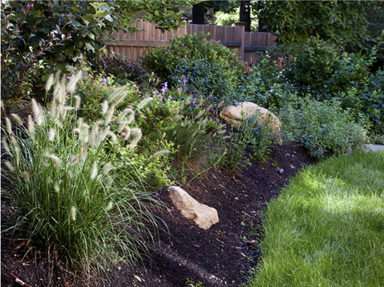 growing-ornamental-grasses-mulch-bed