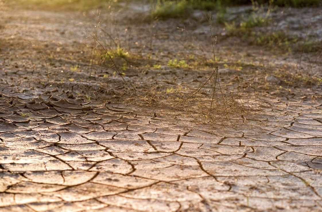 helping plants survive times of drought and extreme heat