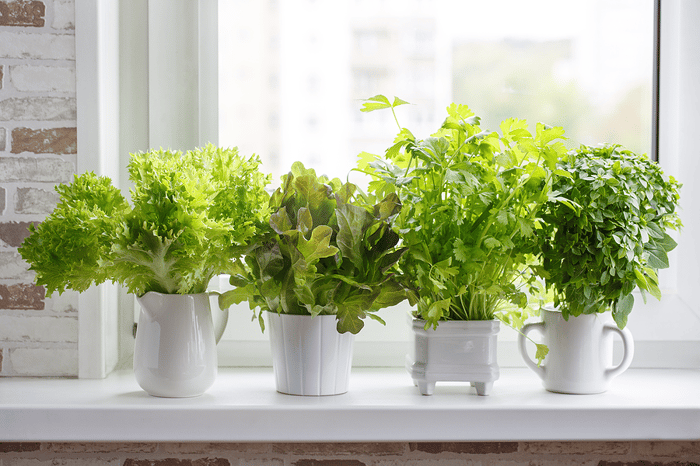 herb-container-garden