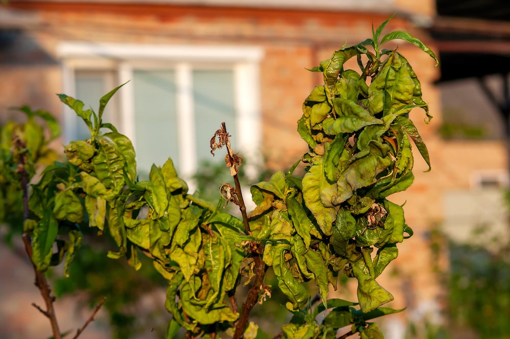 identifying dead diseased branches peach tree