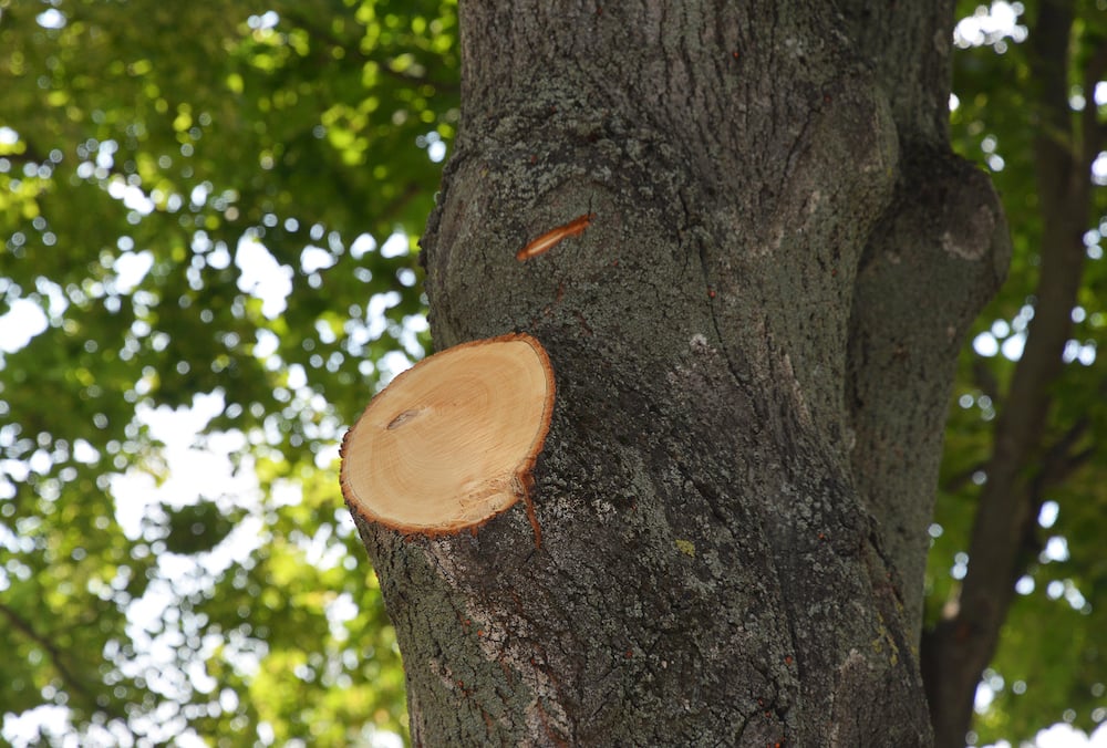 identifying dead diseased branches pruned tree