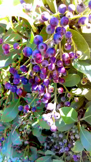 inkberry