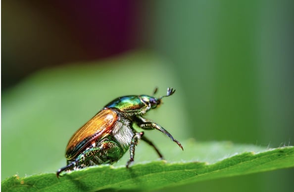 japanese beetle