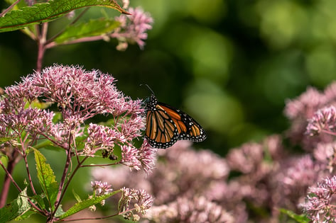 monarch-butterfly-on-milkweed-flower