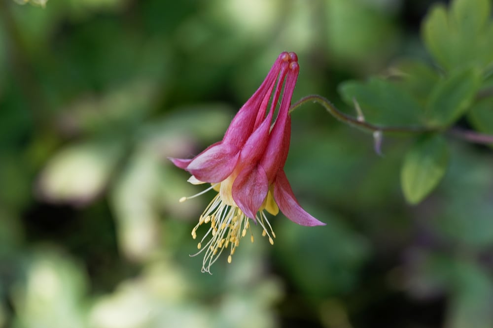 best native plants in massachusetts eastern red columbine