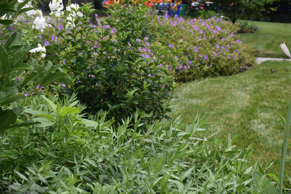 organic-gardening-1-2