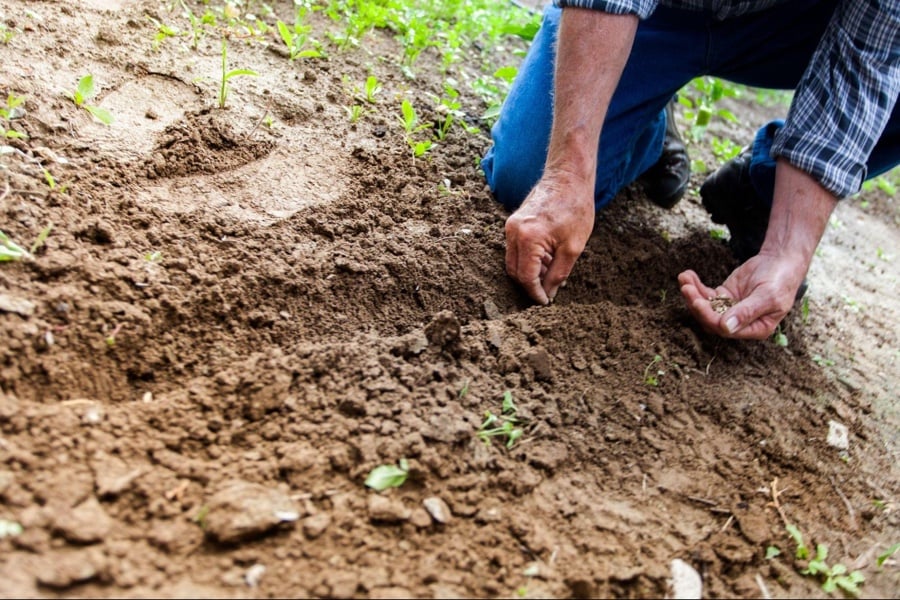 organic-vegetable-garden-soil-preparation