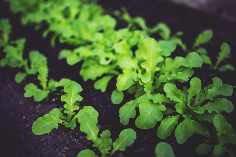 organic-vegetable-sprouts