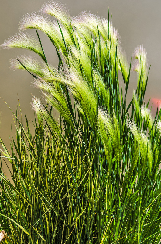 planting ornamental grasses feather reed grass