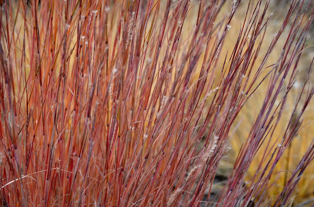 planting ornamental grasses red october bluestem