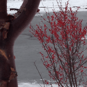 plant-with-berries-near-frozen-lake
